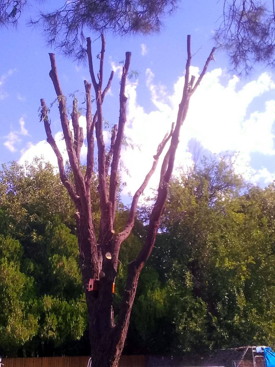 Deadwood out, crown opened up