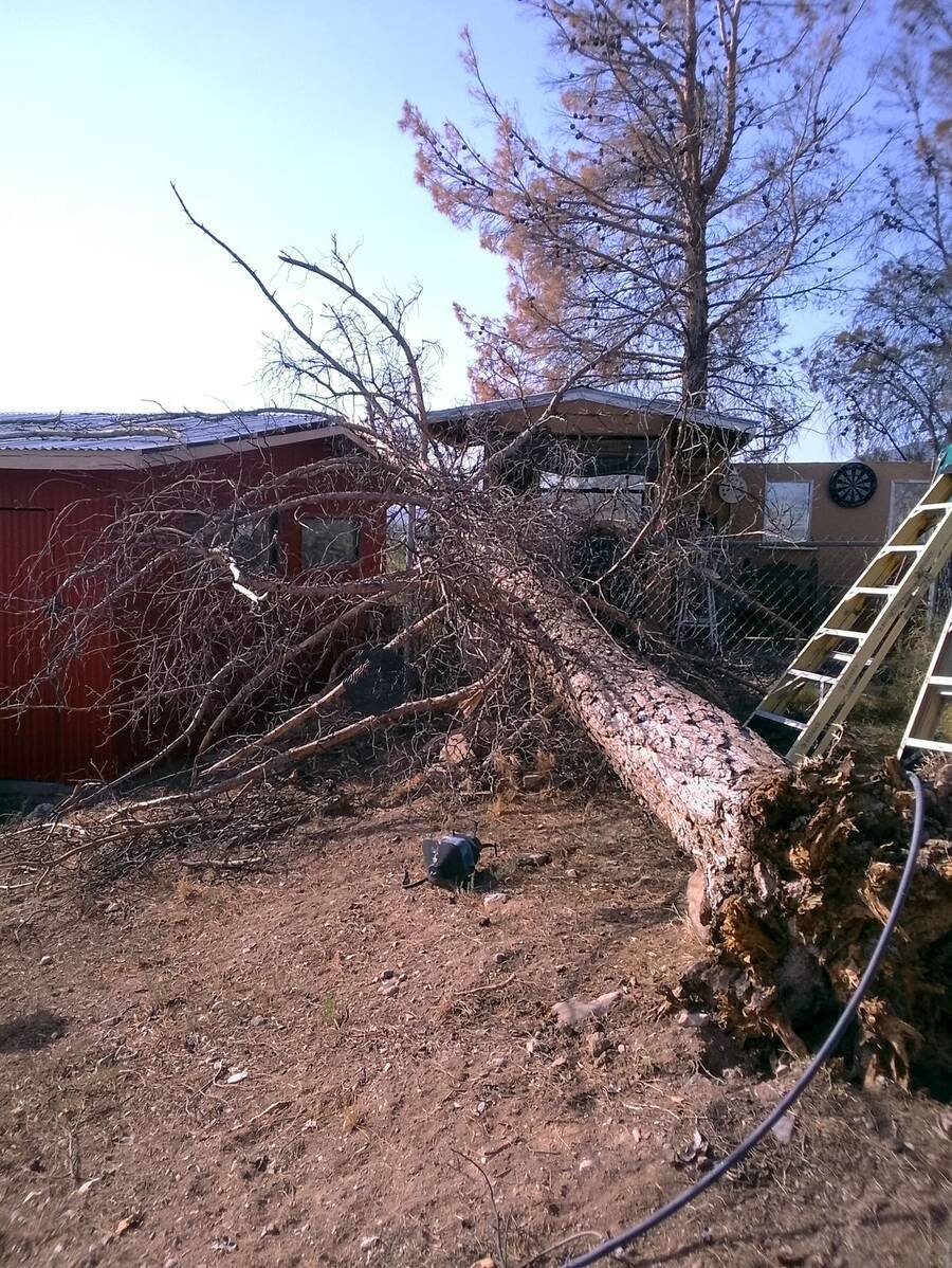 Large pine fallen across a yard next to a red shed