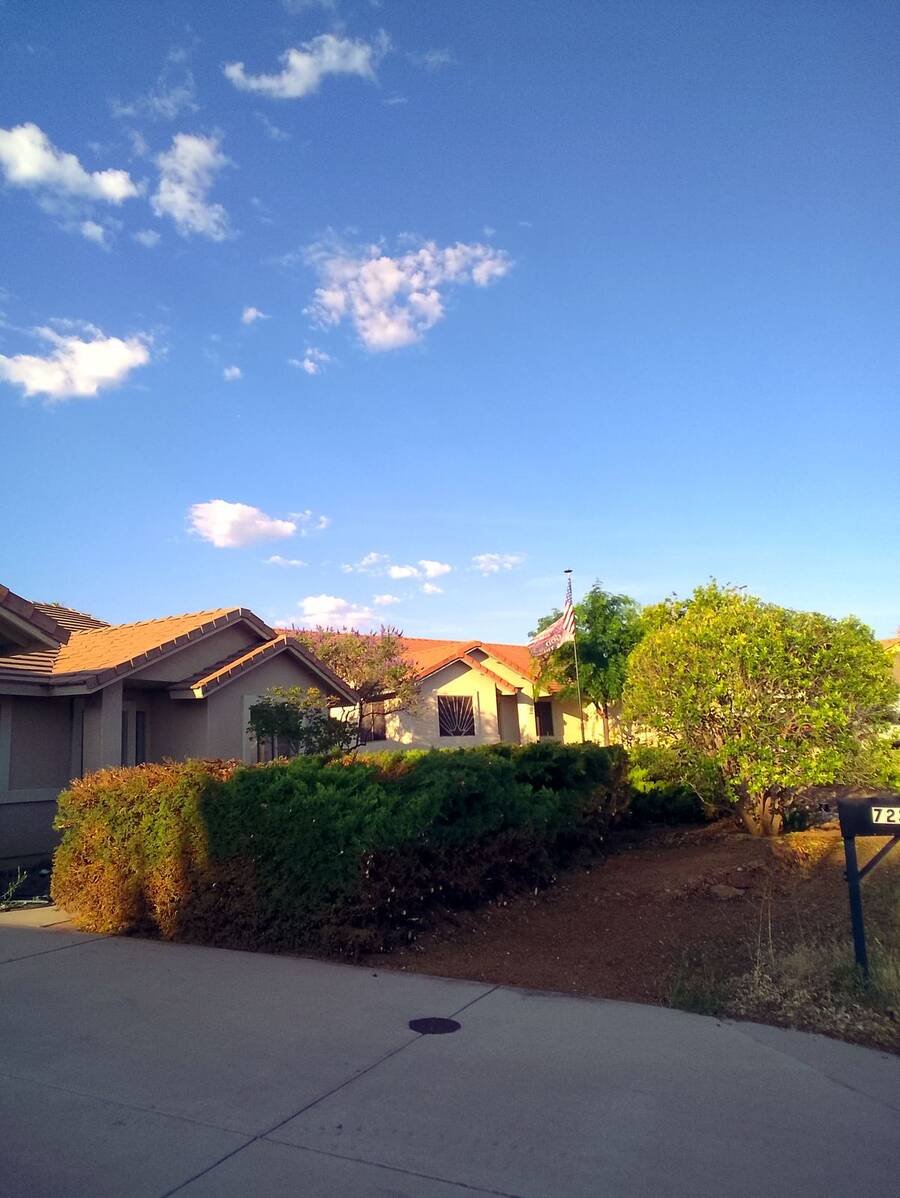 Juniper hedge, freshly shaped
