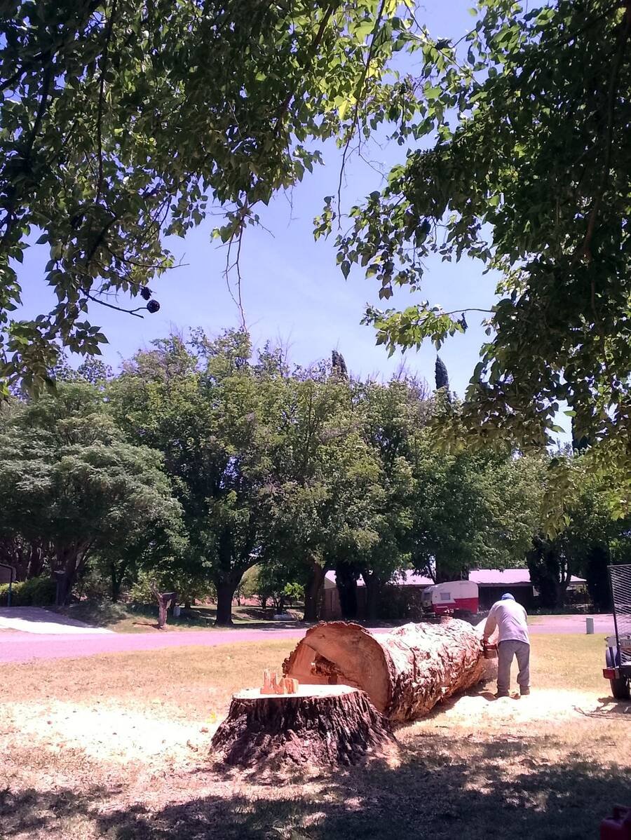 Large trunk cut into rounds on a lawn
