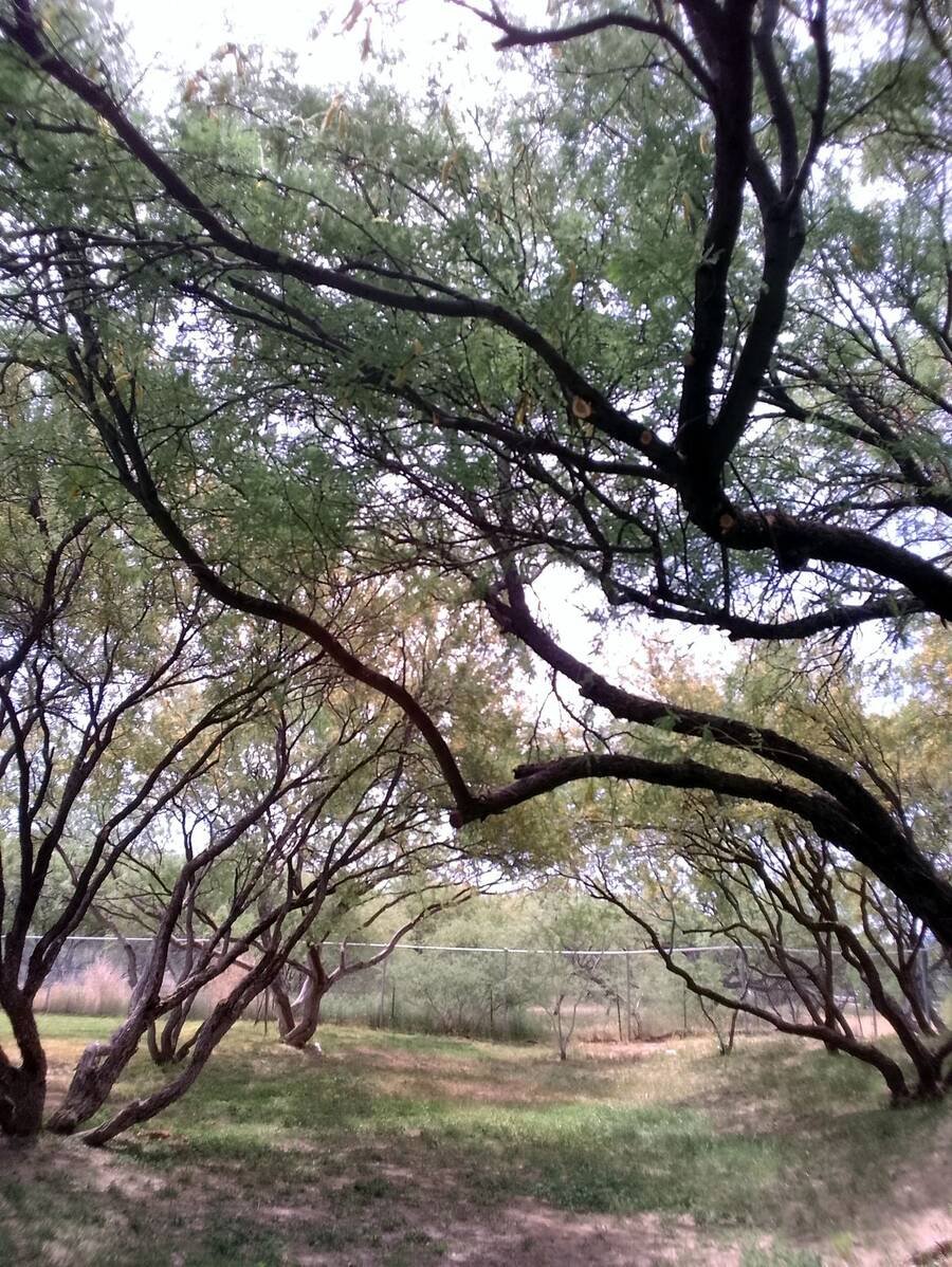 Mature mesquite trees with spreading limbs
